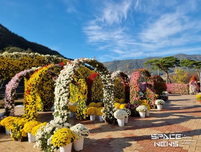 거창군, 가을 정취와 함께하는 제17회 국화관람회 개최