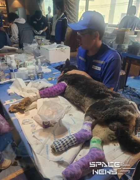 피해 현장에서 진료받고 있는 구조견