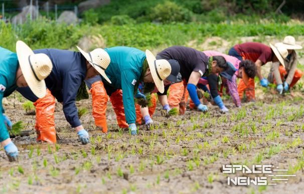 울릉군 벼농사 손모내기 체험행사