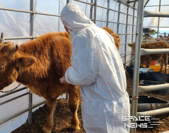 옹진군 하반기 구제역백신 일제접종 추진