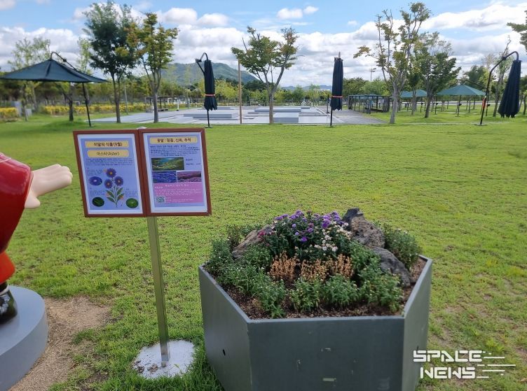 세종호수·중앙공원 9월'이달의 식물'‘아스타’선정