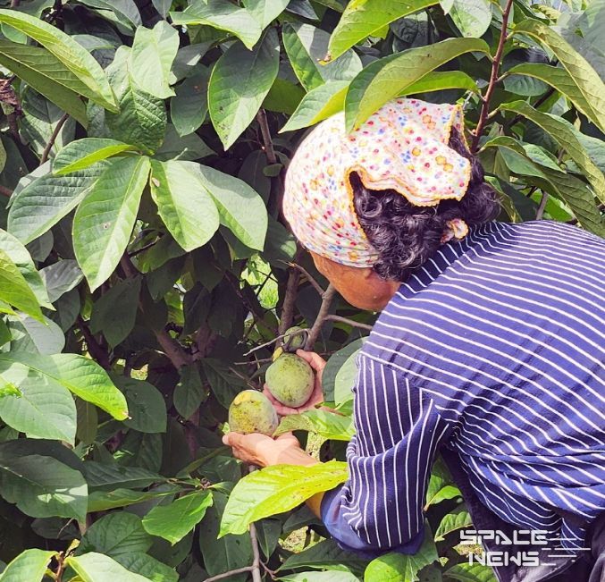 친환경 특산품 포포 열매 본격 출하