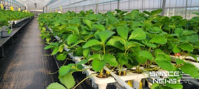 딸기묘 생산 전경