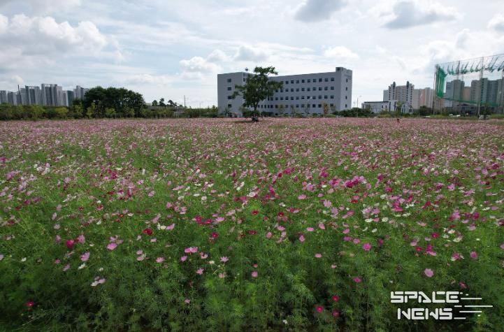 남악·오룡지구 유휴지에 조성된 코스모스 꽃밭