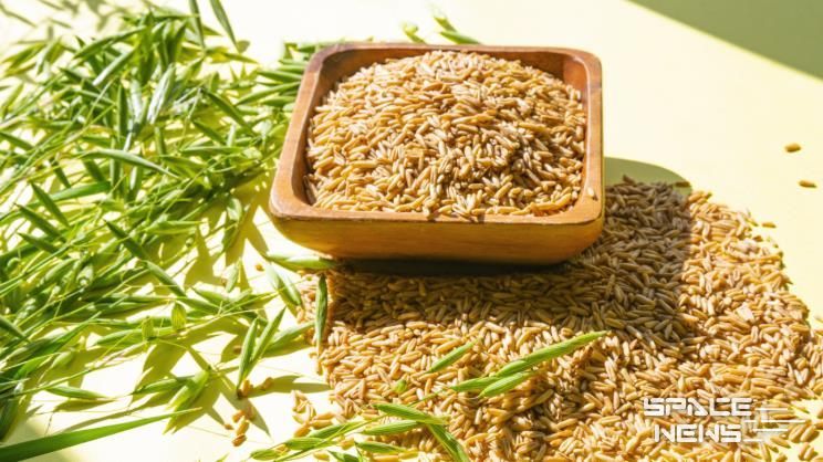 강진에서 생산되는 쌀귀리.