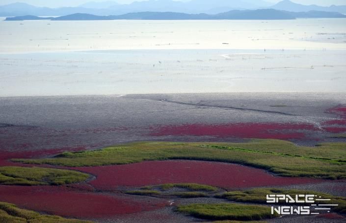 순천만습지의 칠면초 풍경