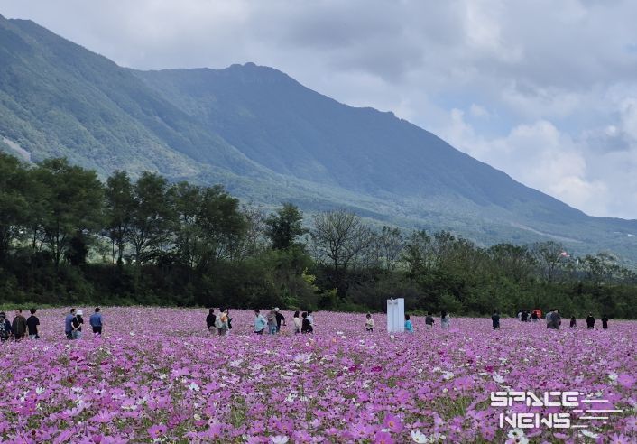 가조 온천꽃단지 코스모스