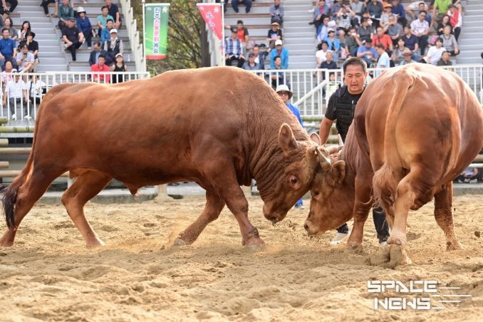 제129회 진주 전국민속소힘겨루기대회’
