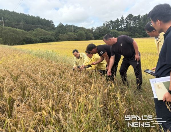 벼 깨씨무늬병 피해 농업재해 인정