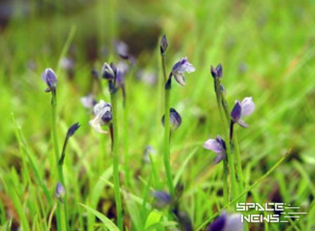 금정산 자연생태계 멸종위기식물(자주땅귀개)