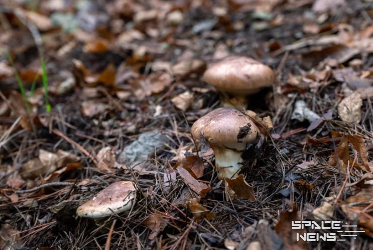 영덕군 자연산 송이.