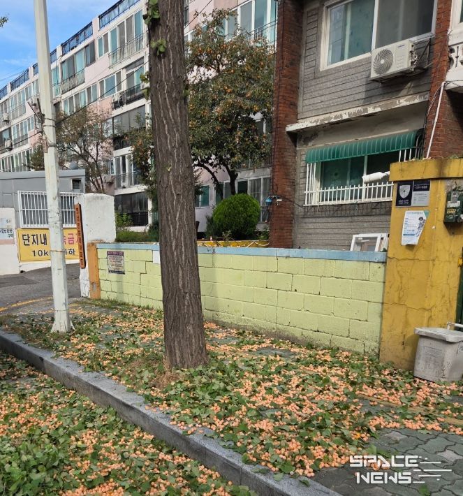 가을철 가로수 은행 열매 채취 작업