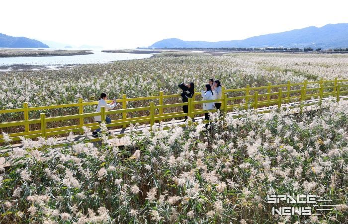 제10회 강진만 춤추는 갈대축제가 열린 가운데 강진만 갈대밭을 찾은 관광객들이 가을의 정취를 맘껏 느끼고 있다.