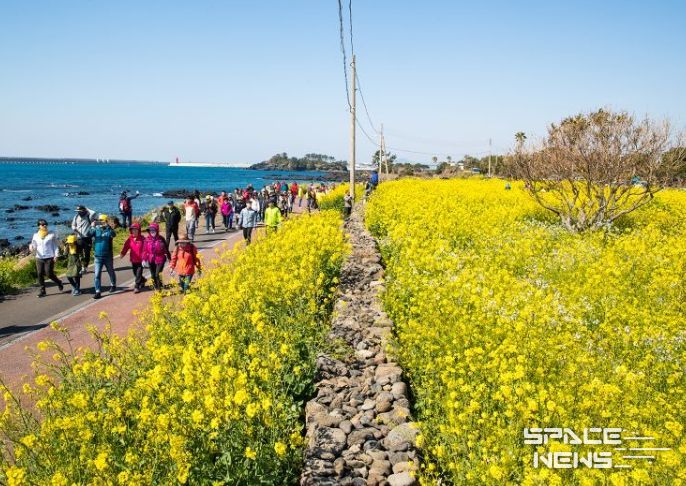 서귀포 유채꽃국제걷기대회