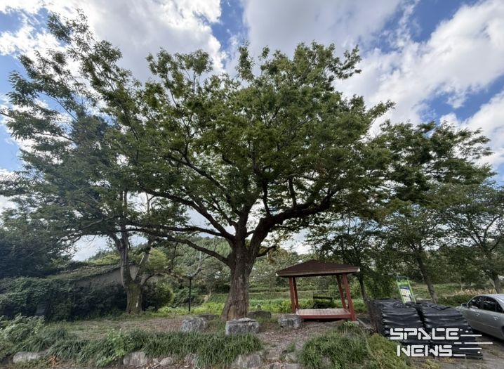 화순군 관내 보호수